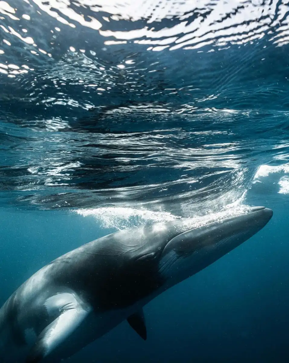 Bellezza e dintorni | Swimming with Dwarf Minke Whales: The Exclusive June/July 2026 Calendar How This Differs From Other Whale Encounters