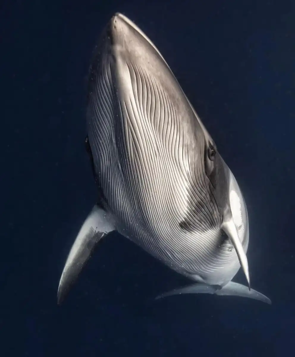 Bellezza e dintorni | Swimming with Dwarf Minke Whales: The Exclusive June/July 2026 Calendar Swimming with Dwarf Minke Whale
