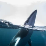 Swimming with Dwarf Minke Whales in June & July 2026