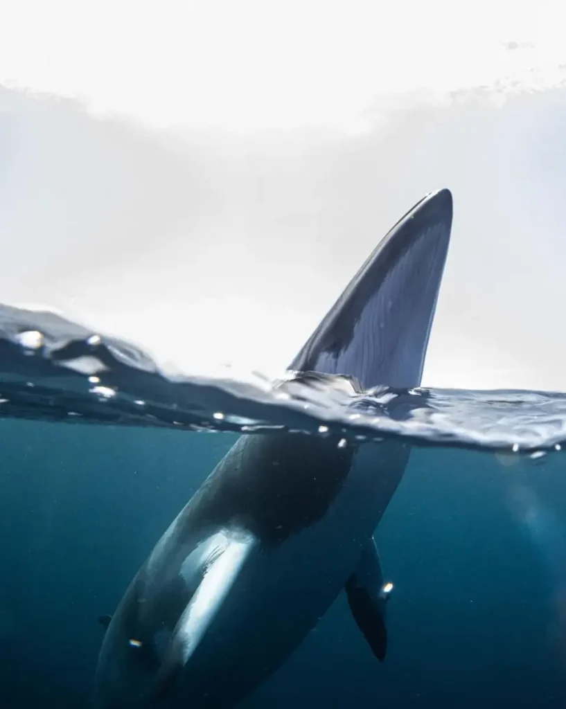 Swimming with Dwarf Minke Whales in June & July 2026
