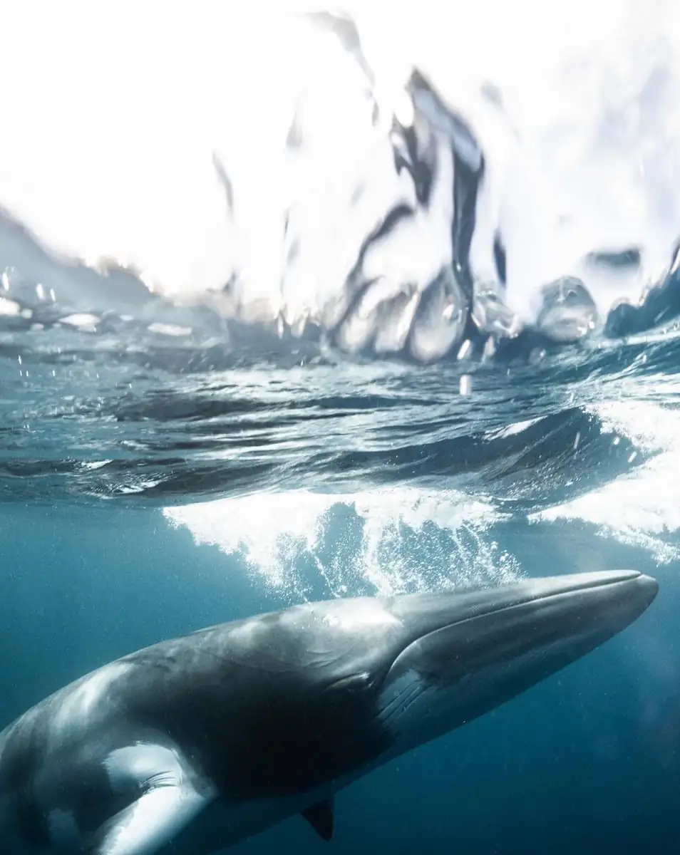 Bellezza e dintorni | Swimming with Dwarf Minke Whales: The Exclusive June/July 2026 Calendar The Real Deal – The Remote Northern Reefs