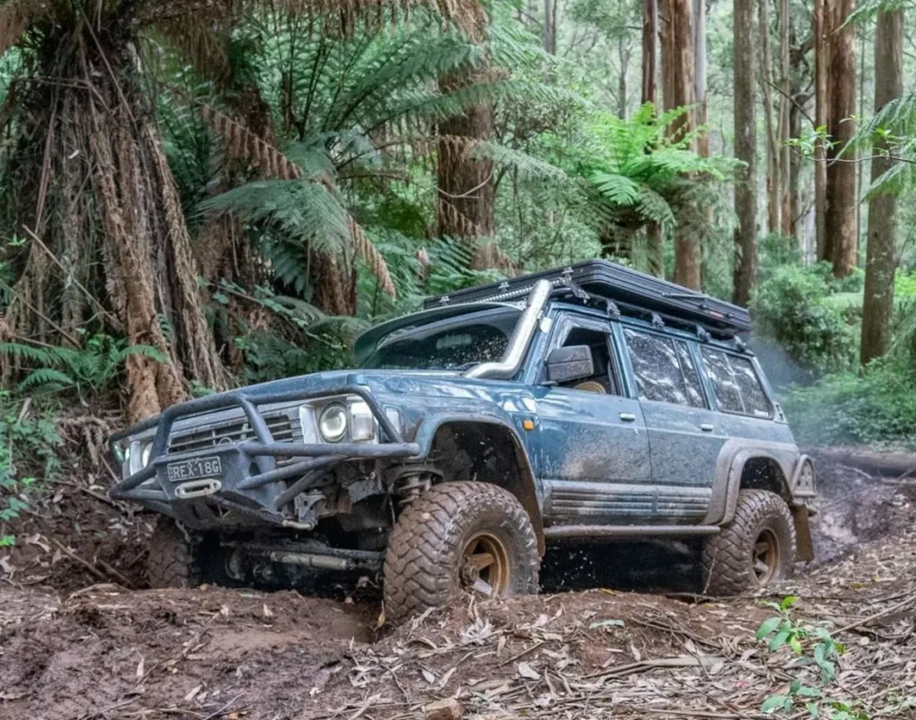 Toolangi State Forest