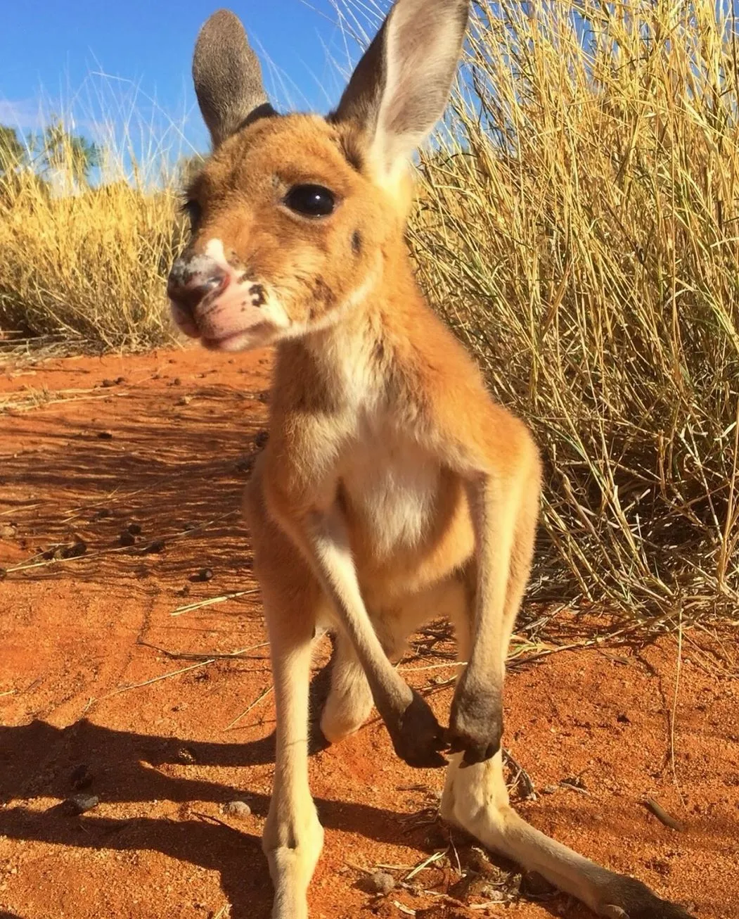 kangaroos, Uluru