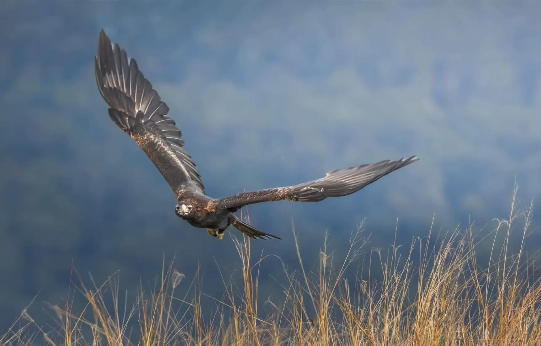 wedge-tailed eagles, Tjuta National Park